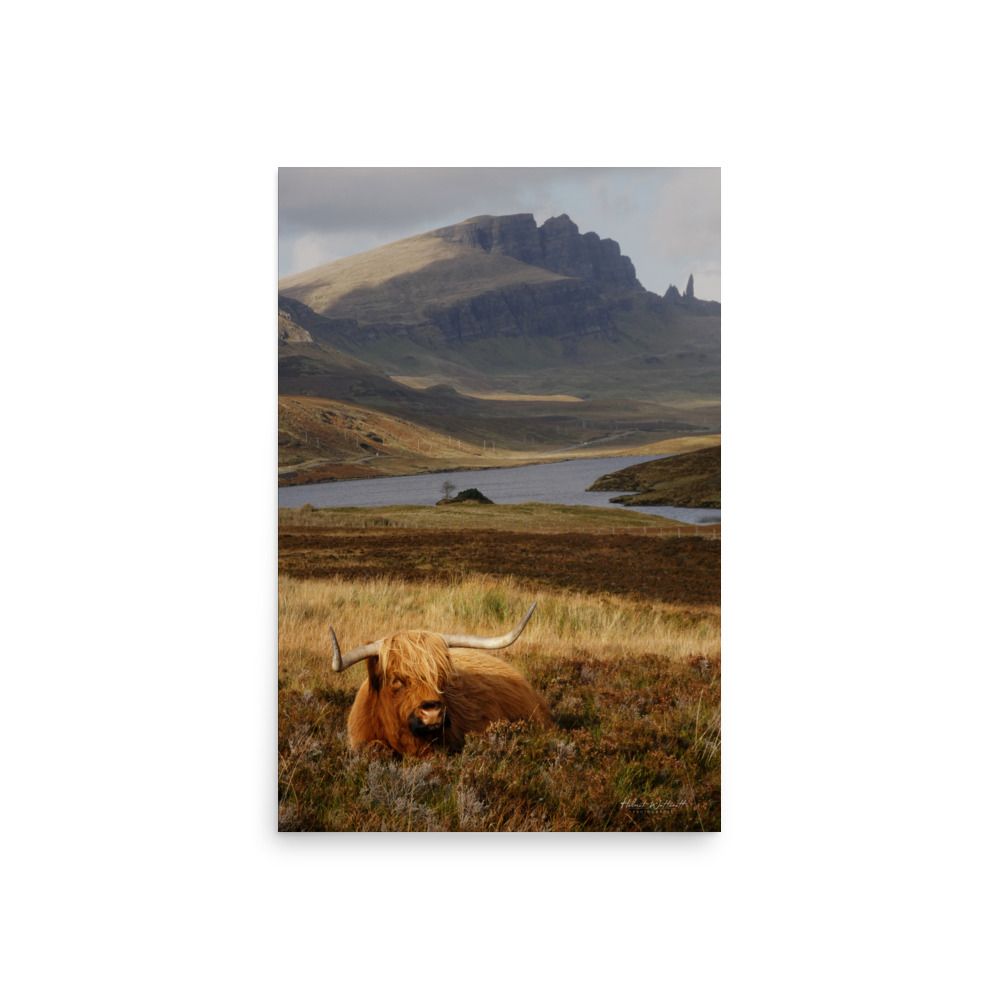 Highland Cow in Heather with the old man of Storr on Skye wall art photo paper poster print