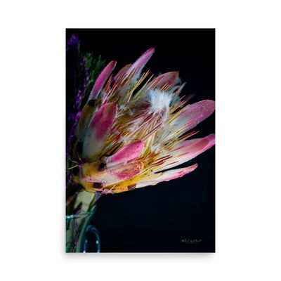 Cape Protea flower wall art hoto paper poster print