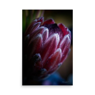 Protea flower wall art photo paper poster print