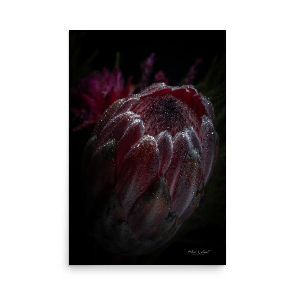 King Protea wall art photo paper poster print