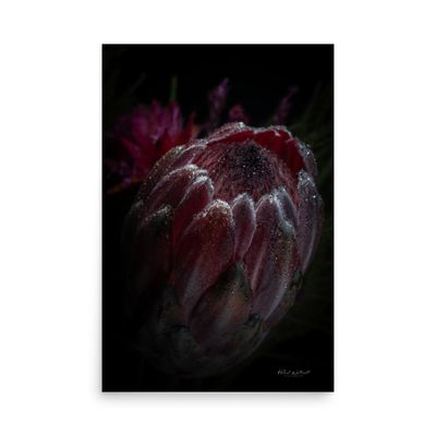 King Protea wall art photo paper poster print
