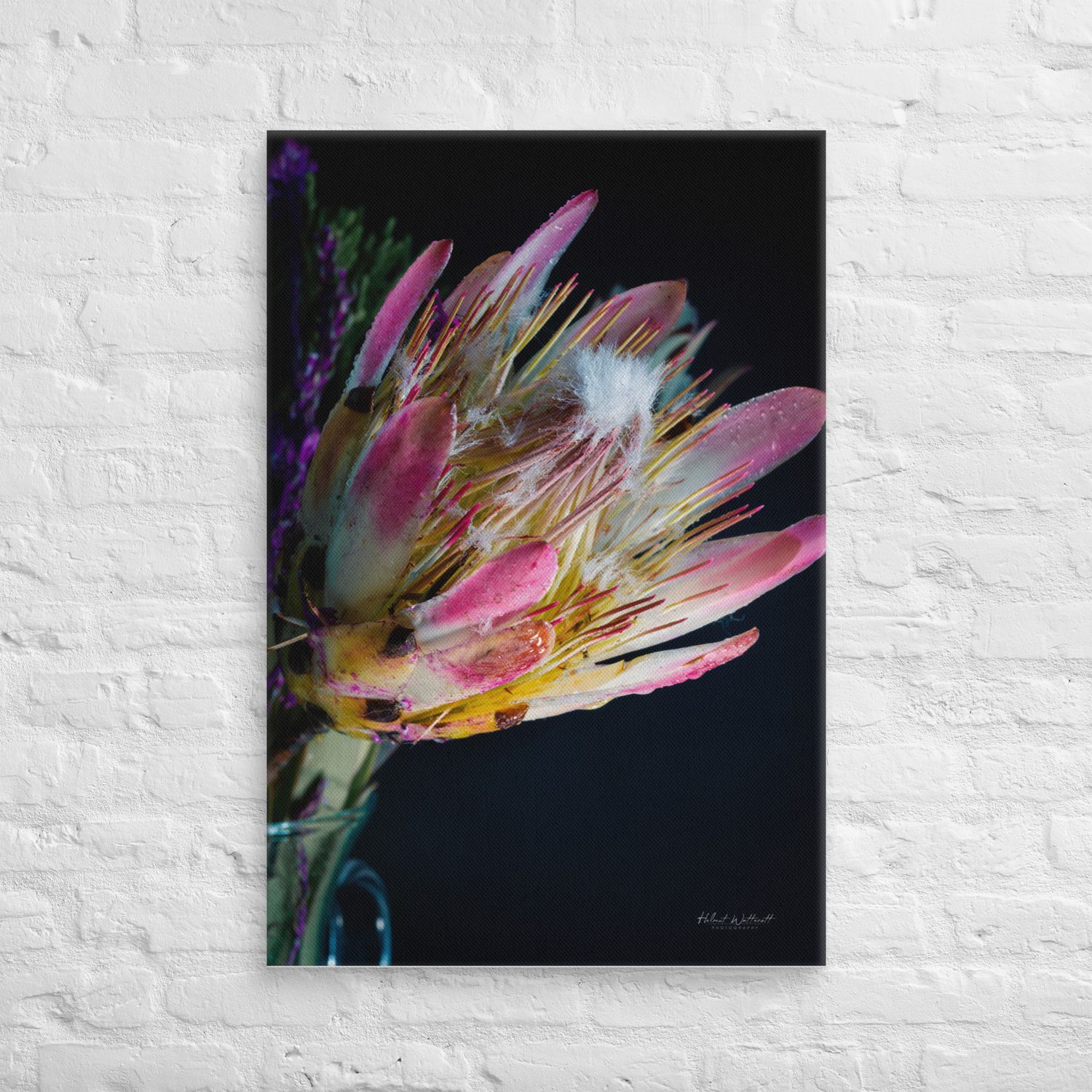 Cape Protea wall art Canvas Print