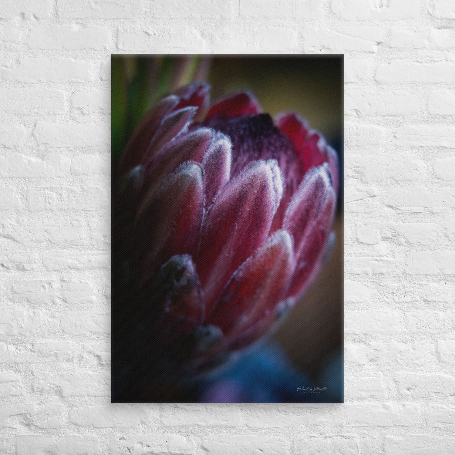 King Protea flower wall art Canvas Print