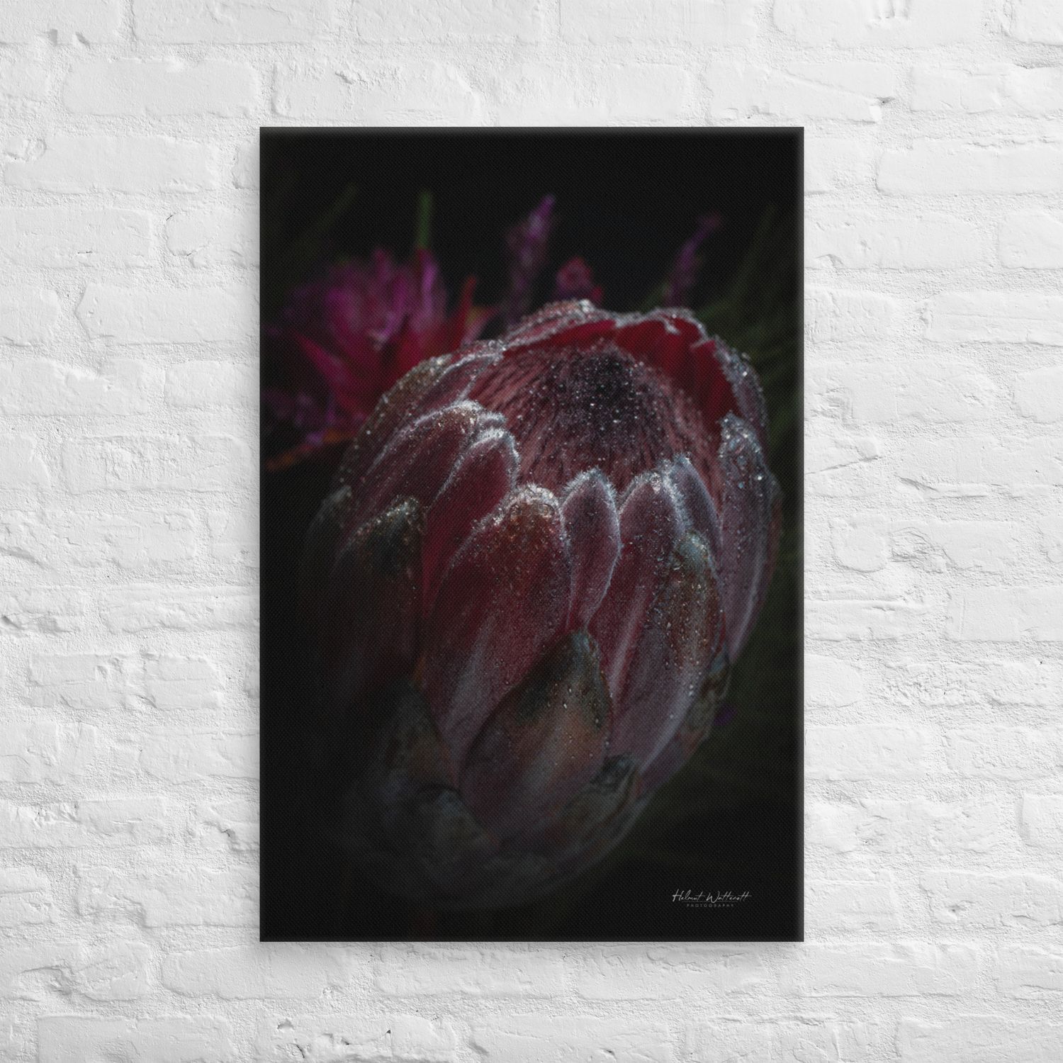 Protea Flower Wall Art Canvas Print
