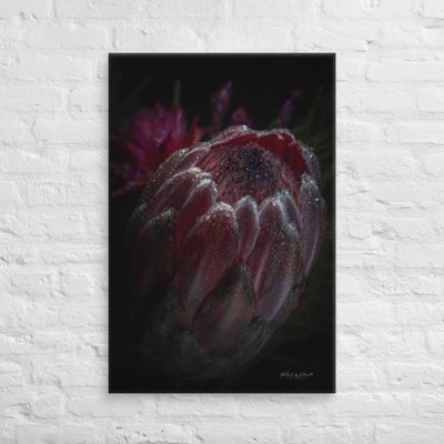 Protea Flower Wall Art Canvas Print