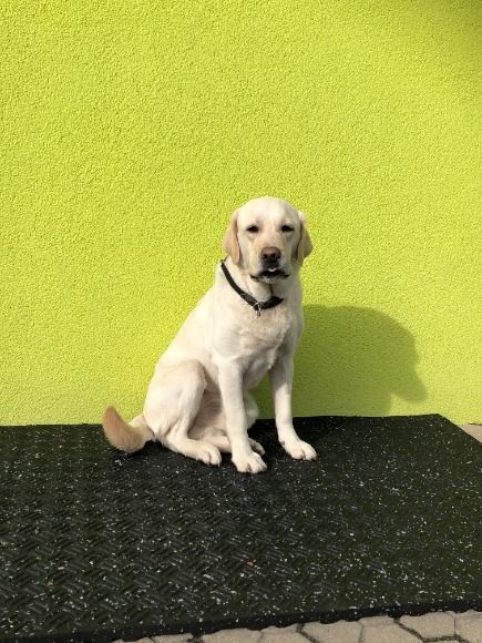 OPTIMAL Hundematte