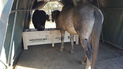 Original HORSEFEED BOX CLASSIC XL