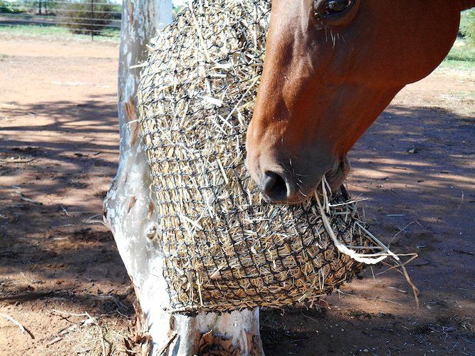 Original FUTTERKISTE Heusack geknotet engmaschig