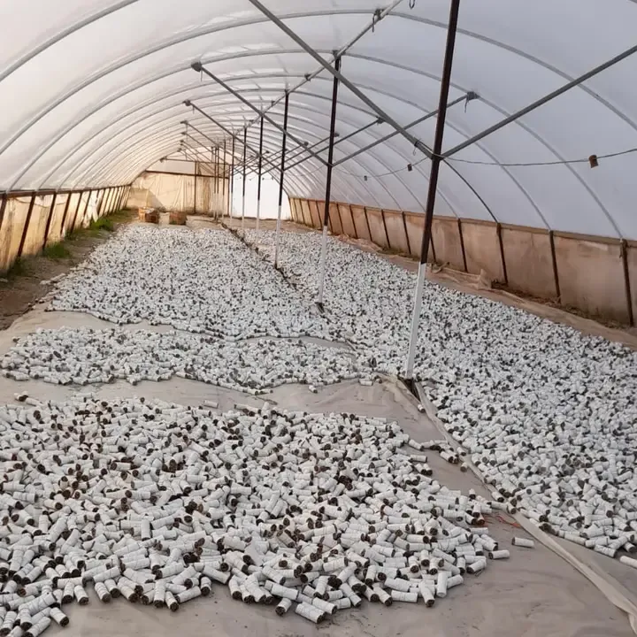 Bâtonnets de sauge blanche de Californie de 10 cm -