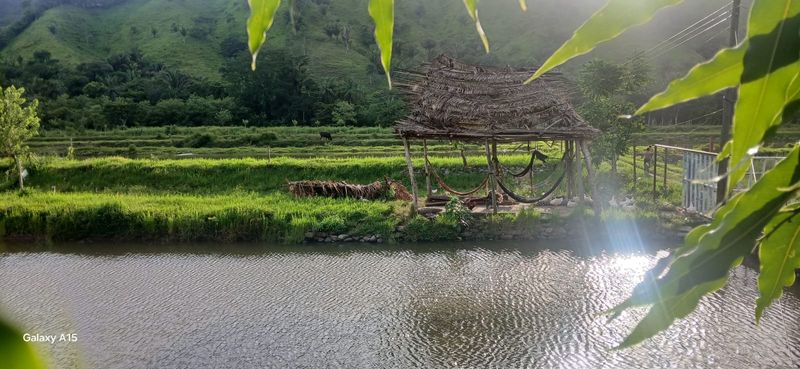 14 MANZANAS CON 11 LAGUNAS PARA TILAPIA, LA CEIBA