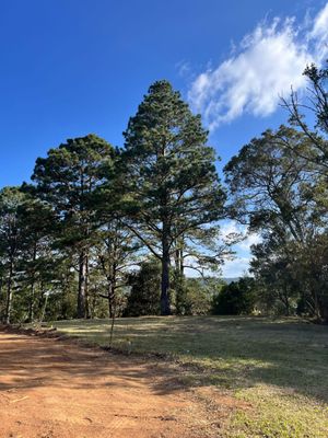 Terreno en Llano la Virgen 1.18 manzanas, | L 8,000,000