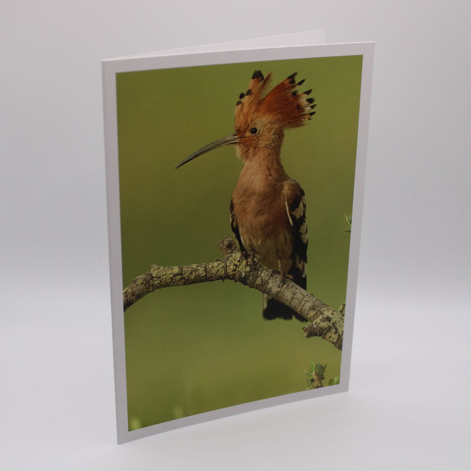Kaartje met vogel