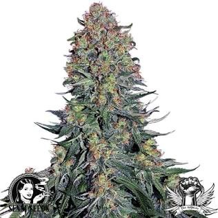 BLIE SKUNK