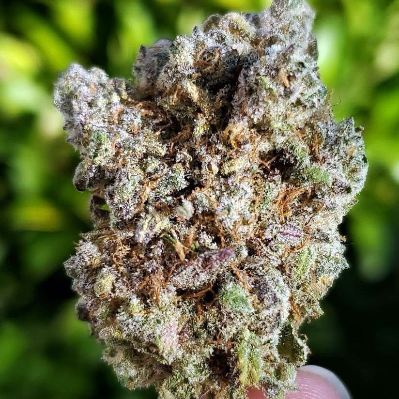 BLUEBERRY CUPCAKE 🫐