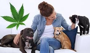 Pets