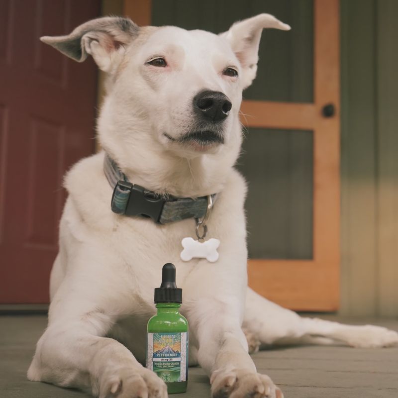 CBD Oil for Dogs