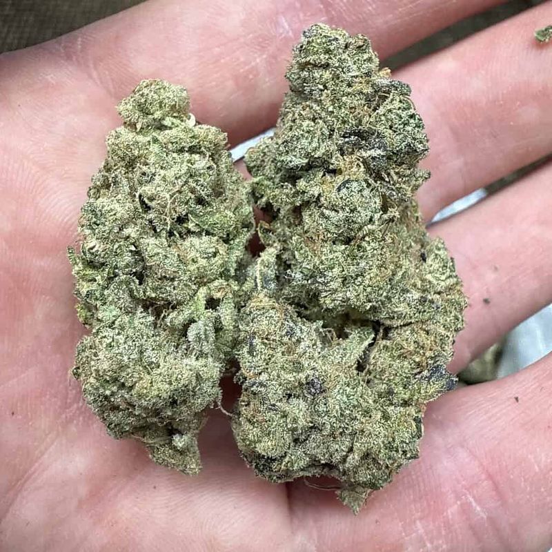 Kush Mintz THCA Flower 3.5g