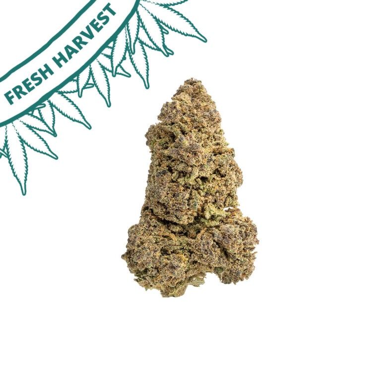 Purple Snowman D8 Flower