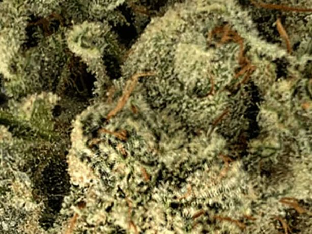 Gorilla Glue #4 THCA Flower