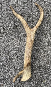 LOG CABIN ELK ANTLER - MONSTER WHOLE