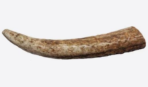 ELK ANTLER DOG CHEW - MEDIUM WHOLE