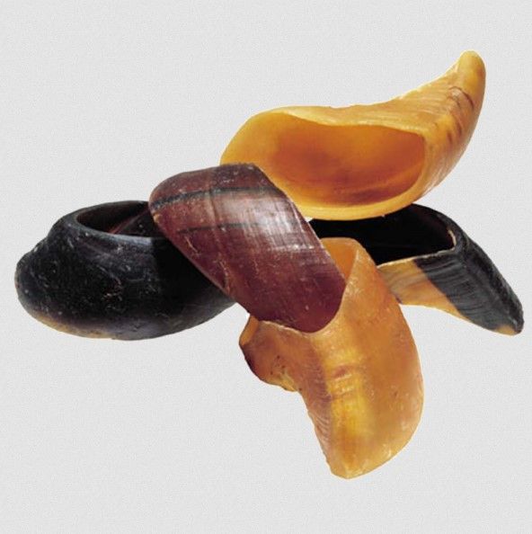 BEEF HOOF