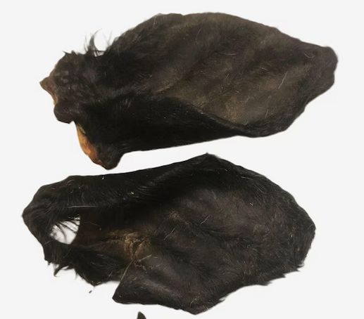 COW EAR  (WITH HAIR )
