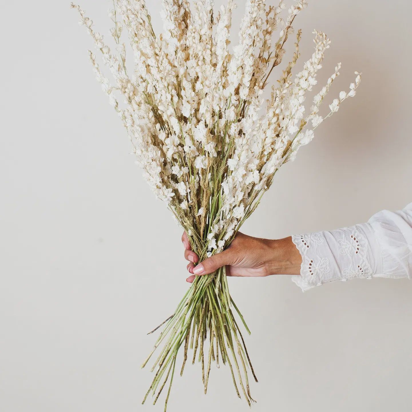 Dried Cream Larkspur