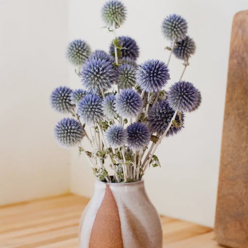 Dried Blue Globe Thistle