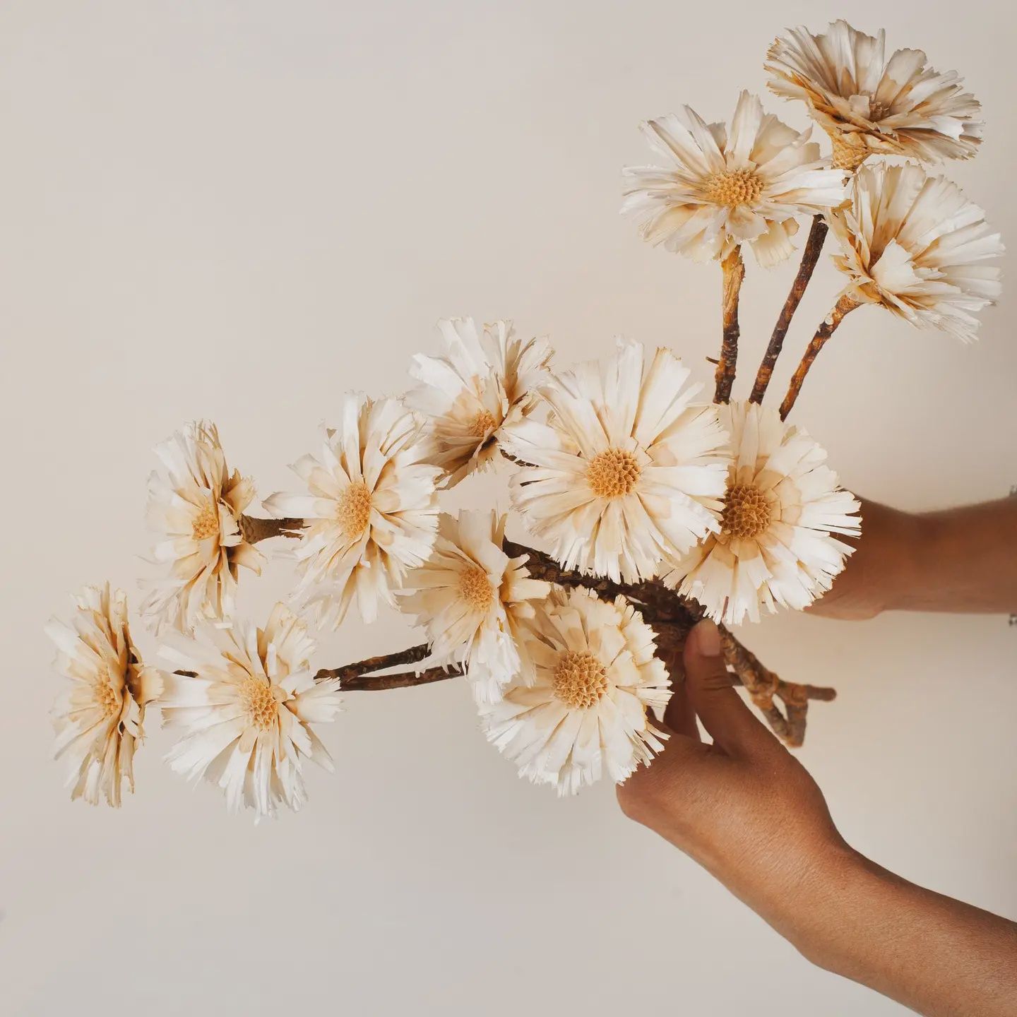 Dried Cream Protea Rosettes