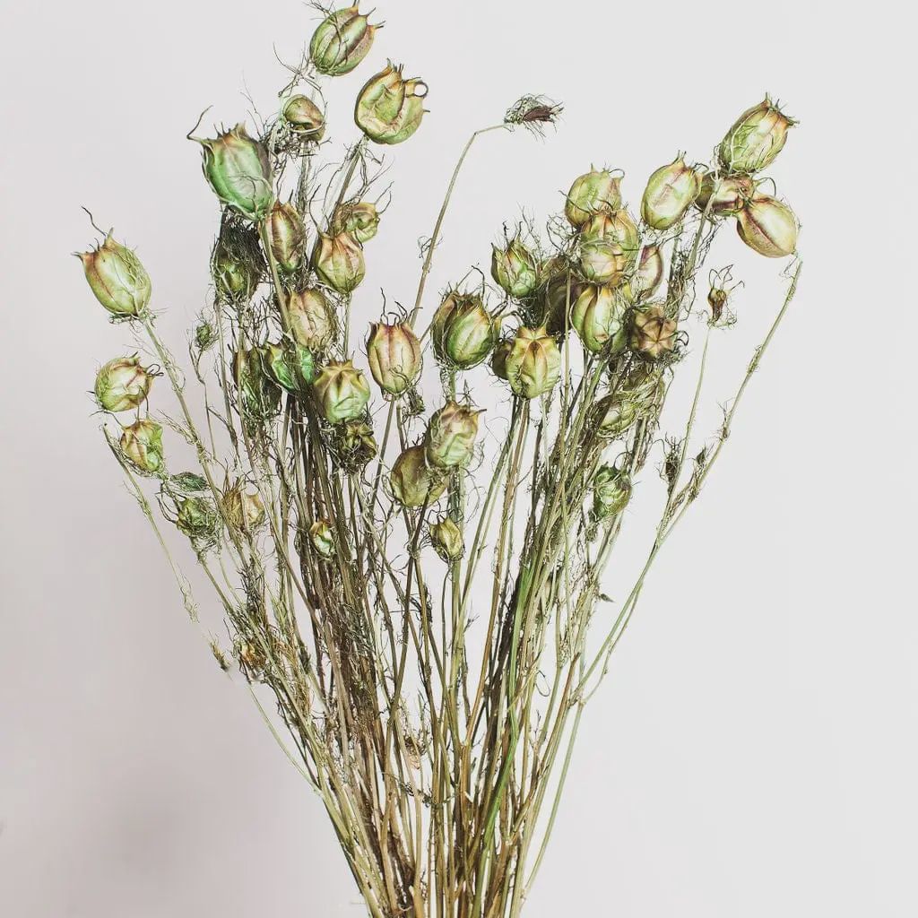Dried Green Nigella