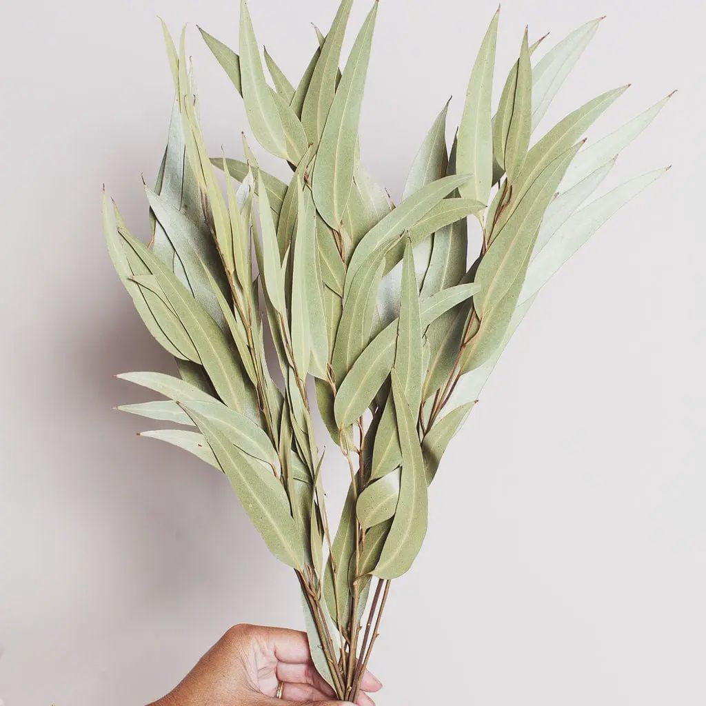 Dried Green  Willow Eucalyptus