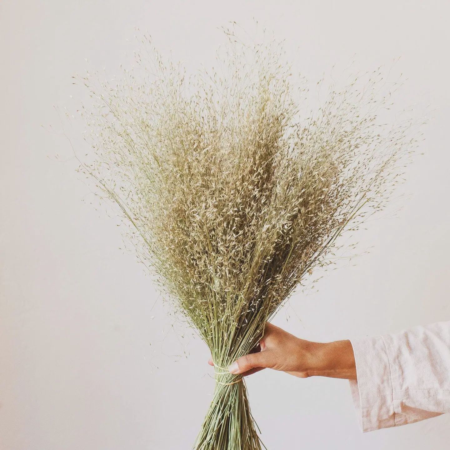 Dried Indian Rice Grass