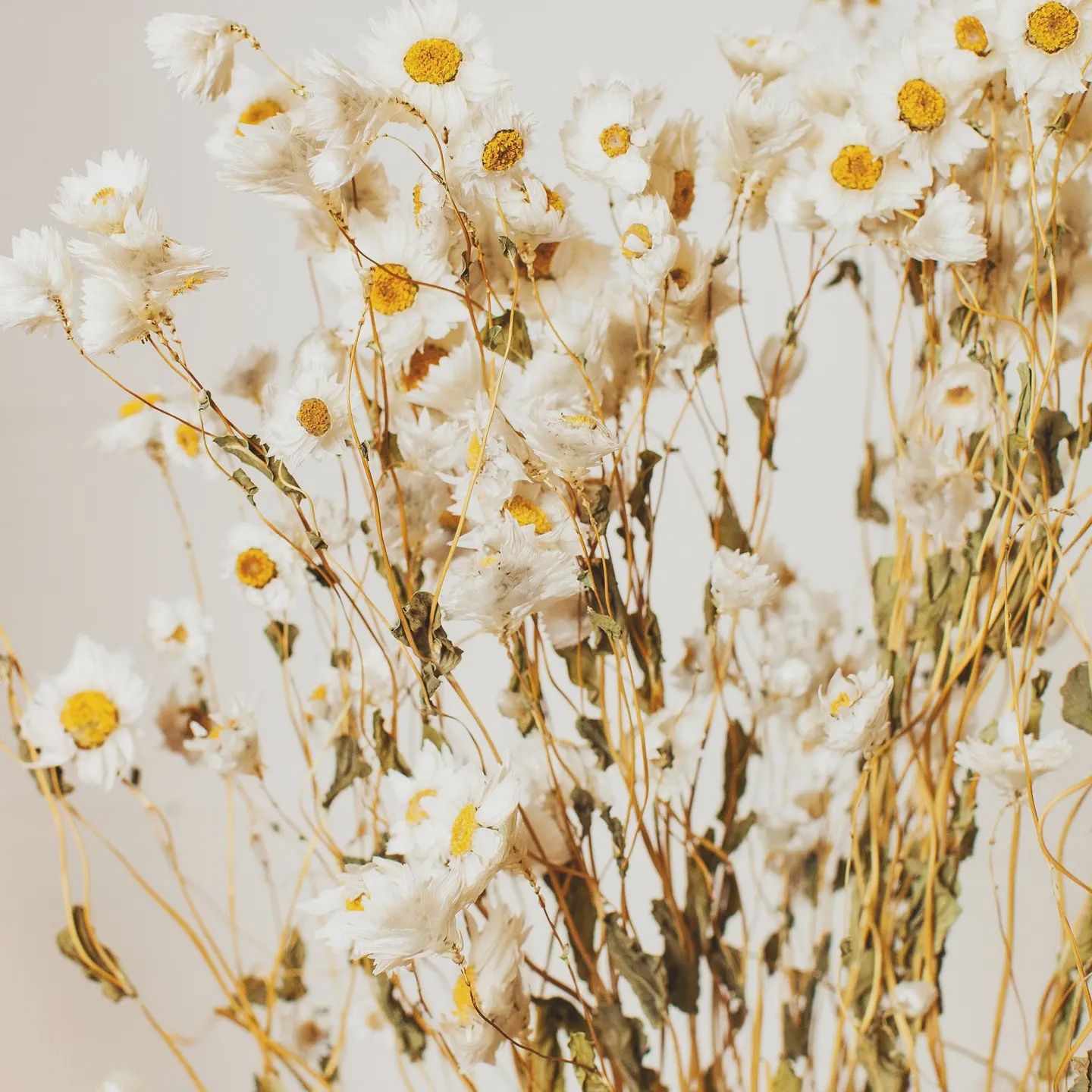 Dried White Rhodanthe Daisy