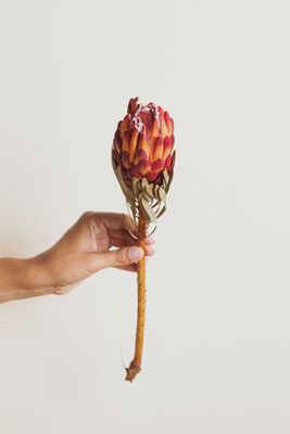 Preserved Venus Protea