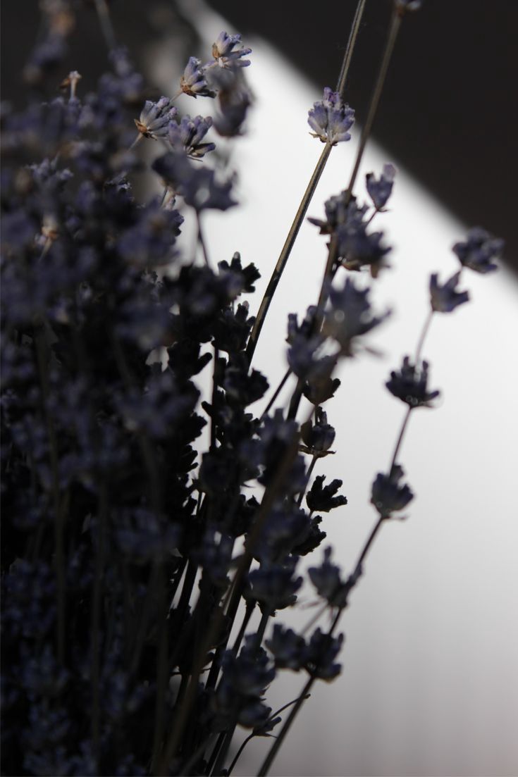 Smoked Lavender Candle