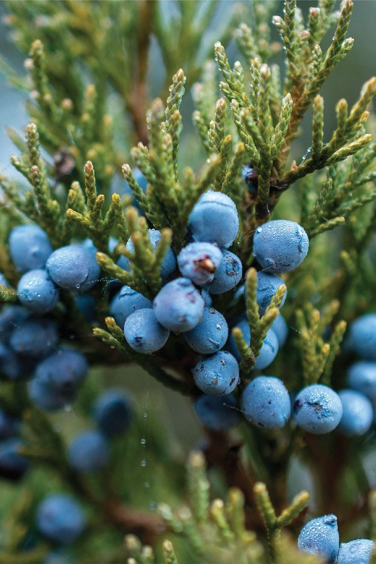 Juniper Berry Candle