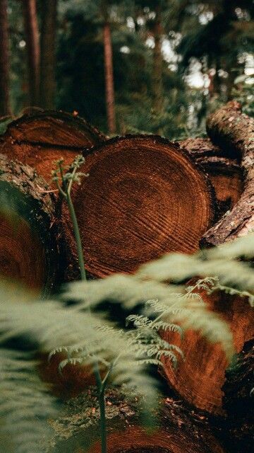 Balsam + Cedar Candle