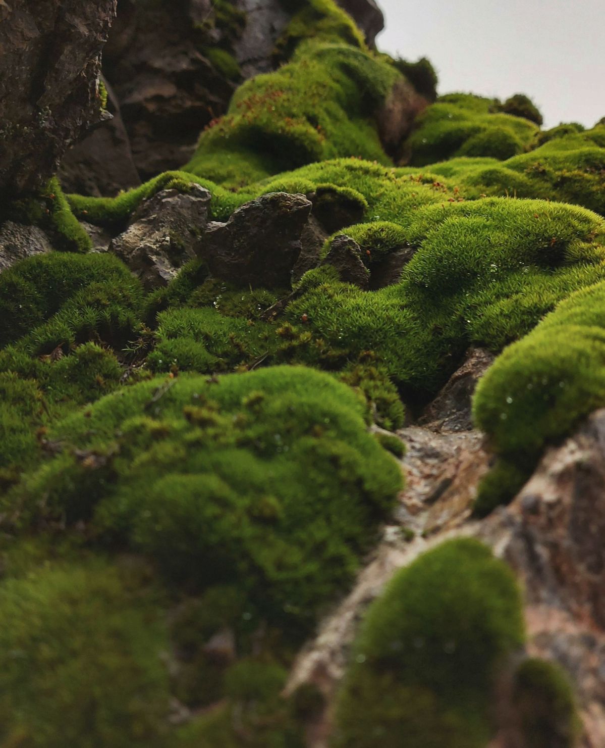 Oakmoss + Amber Candle