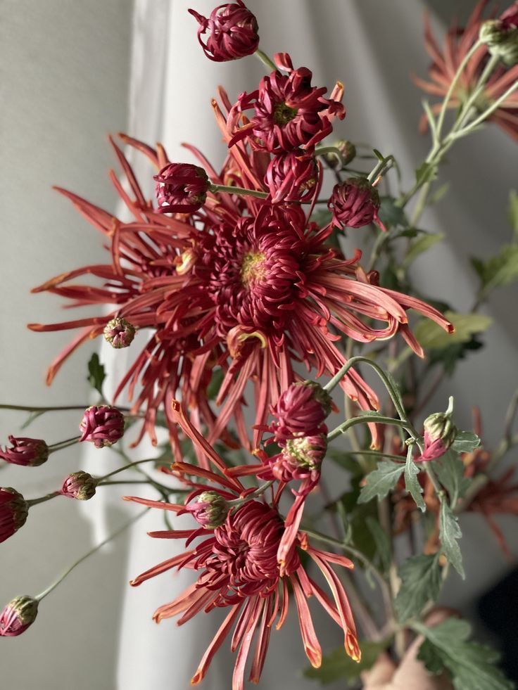 Chrysanthemum + Cedar Candle