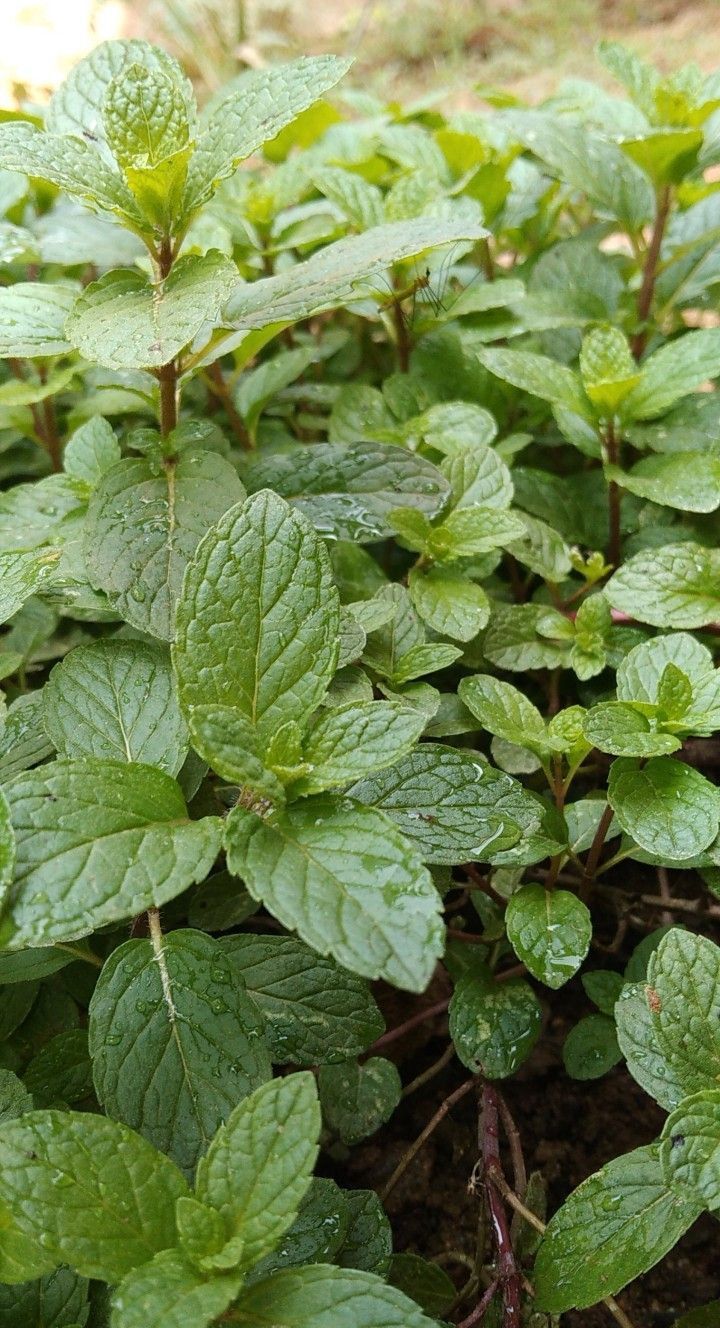 Mint + Petrichor Candle