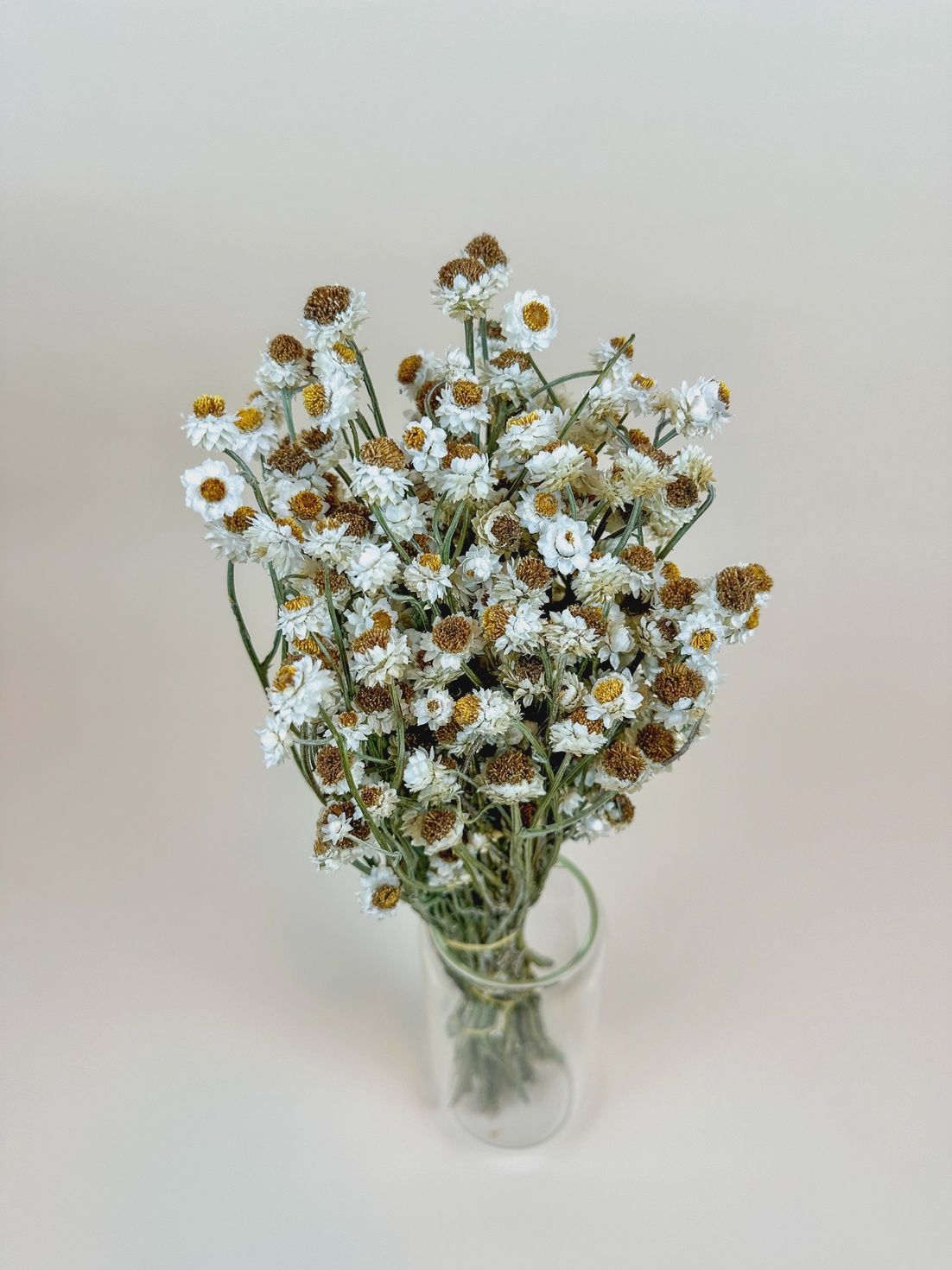 Ammobium – Delicate White Dried Flowers