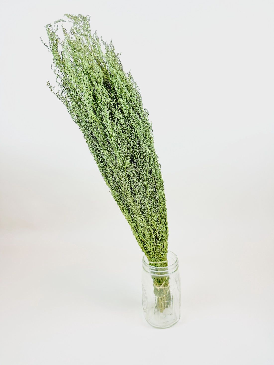 Sweet Annie – Naturally Dried Green Stems