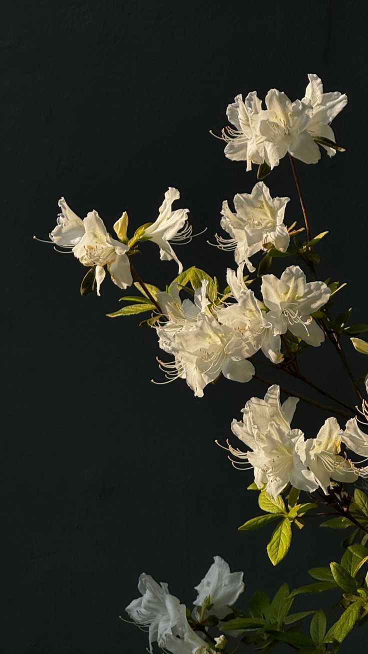Gardenia Glow Home Fragrance