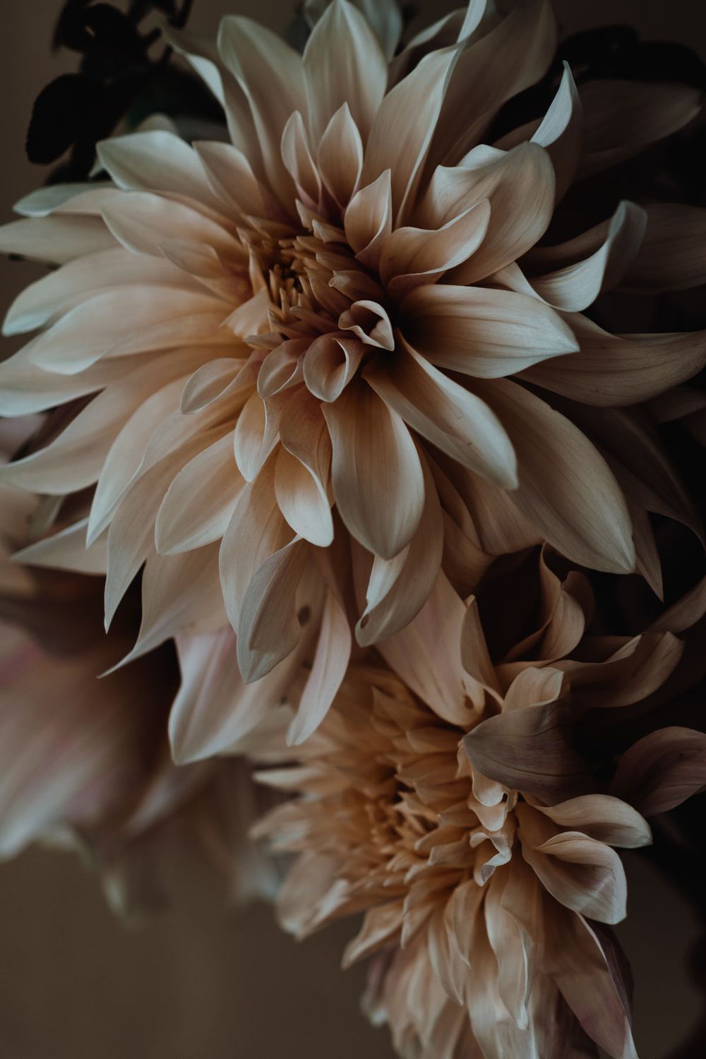 Petal Theory Home Fragrance