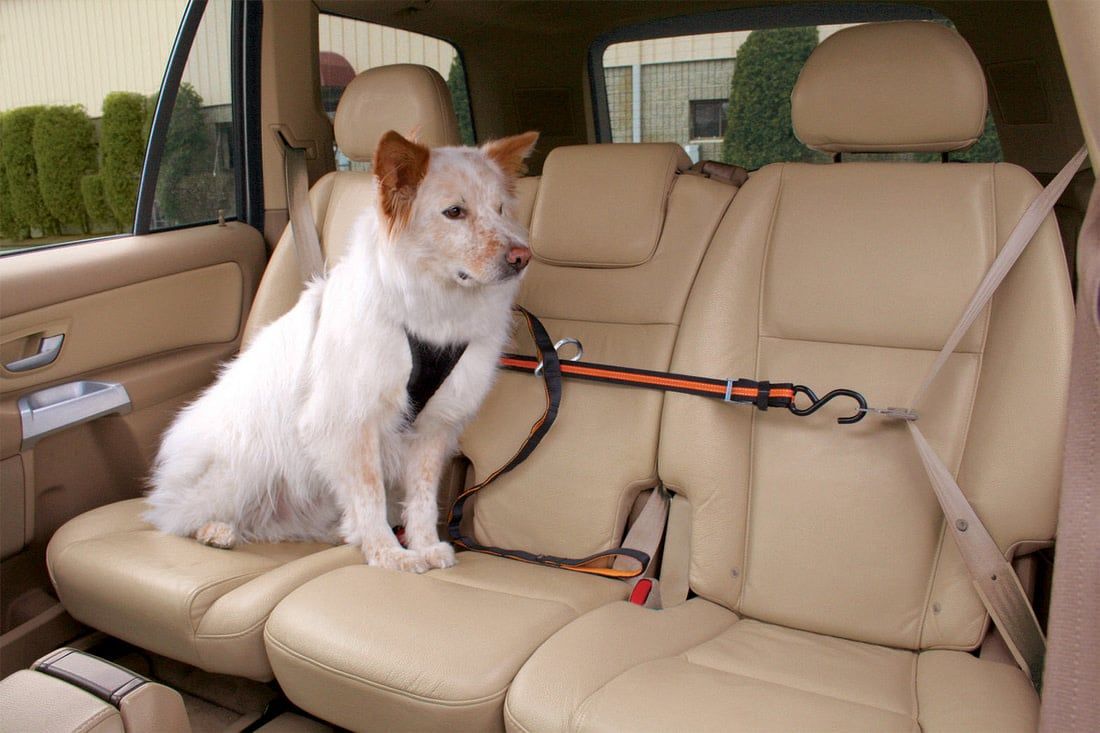 Auto Zip Line and Leash:, os