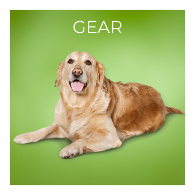 Collars, Harnesses, &amp; Leashes
