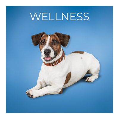 Grooming, Health, &amp; Clean Up