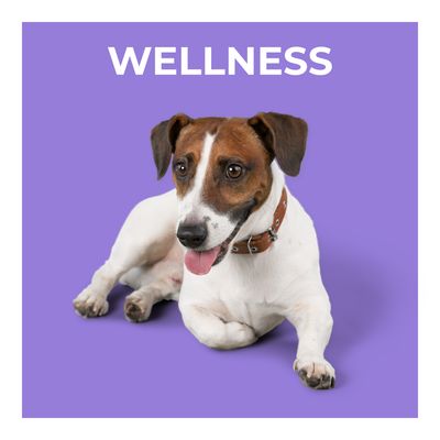 Grooming, Health, &amp; Clean Up