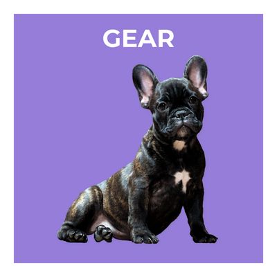 Collars, Harnesses, &amp; Leashes